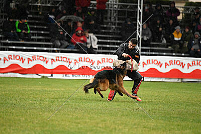 Bijan vom Land des Stolzen Löwen