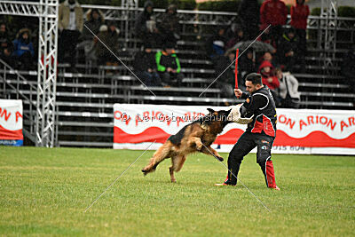 Bijan vom Land des Stolzen Löwen