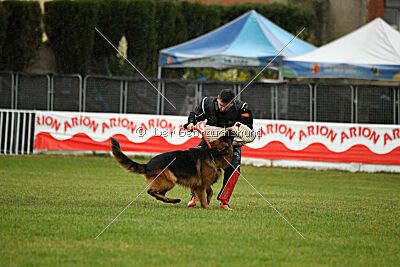 Bijan vom Land des Stolzen Löwen
