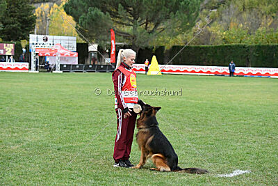 Bijan vom Land des Stolzen Löwen