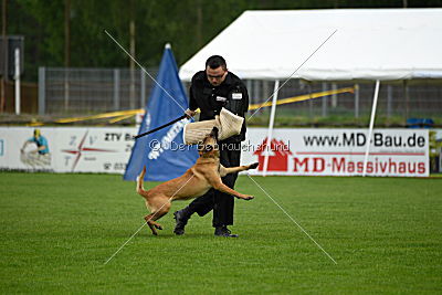 Billie vom Haus Mecki