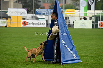 Billie vom Haus Mecki