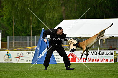 Bison vom bösen Onkel