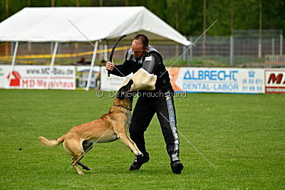 Bison vom bösen Onkel