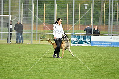 Bison vom bösen Onkel