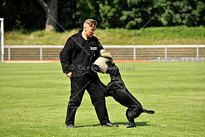 Blackbird in spite of all