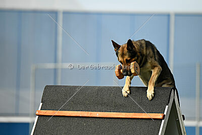 BlixtraSport's Astor