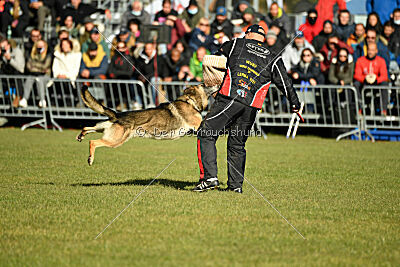 BlixtraSport's Astor