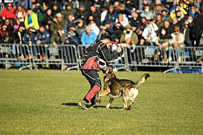 BlixtraSport's Astor