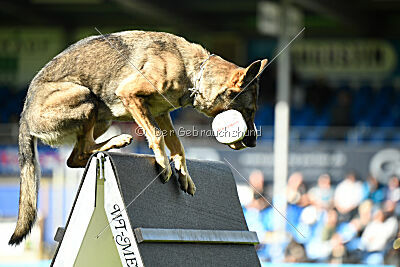 Blondy von Starker Wille