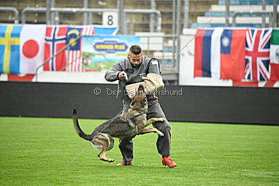 Blondy von Starker Wille