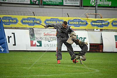 Blondy von Starker Wille