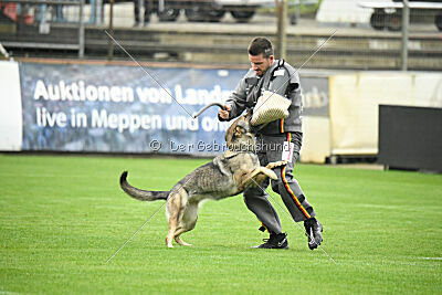 Blondy von Starker Wille