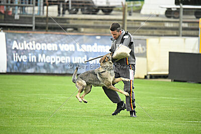 Blondy von Starker Wille