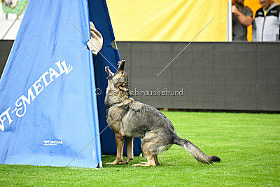 Blondy von Starker Wille