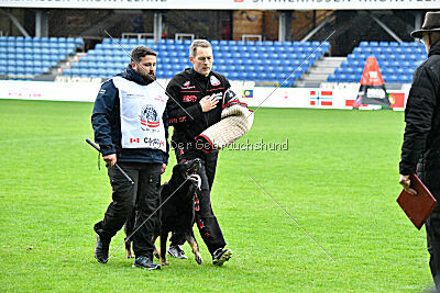 Bolle vom Drachenwolf