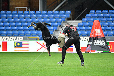 Bolle vom Drachenwolf