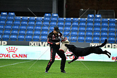 Bolle vom Drachenwolf