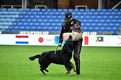 Bolle vom Drachenwolf