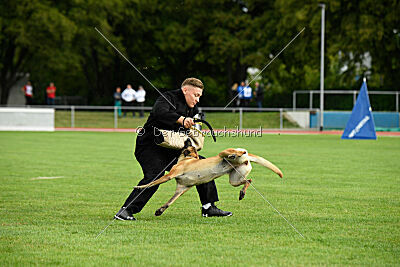 Bondage von Zamonien