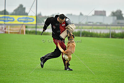 Bondage von Zamonien