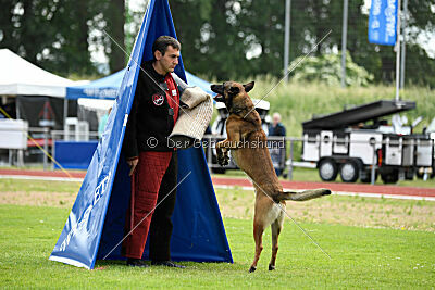 Boomer vom Further Moor