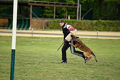 Boomer vom Further Moor