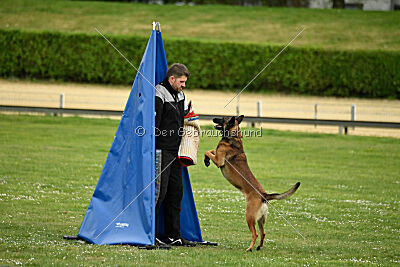 Boomer vom Further Moor