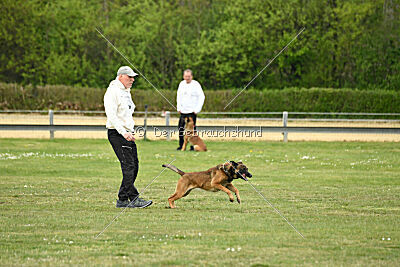 Boomer vom Further Moor