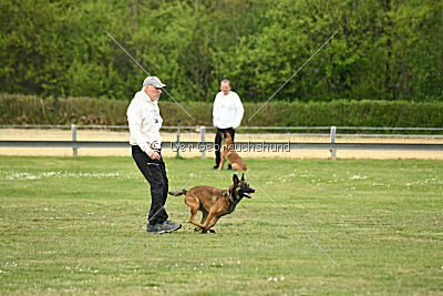 Boomer vom Further Moor