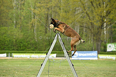 Boomer vom Further Moor