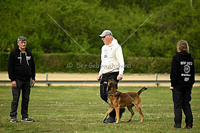 Boomer vom Further Moor