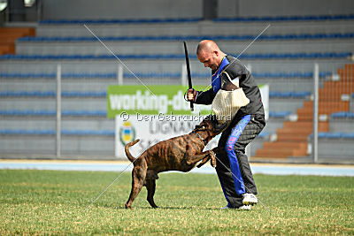 Bosckoph Sir Chaplin