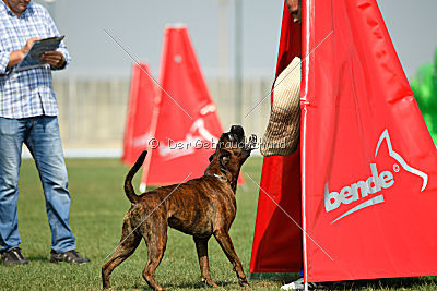 Bosckoph Sir Chaplin