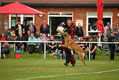 Bowie vom Clan der Wölfe