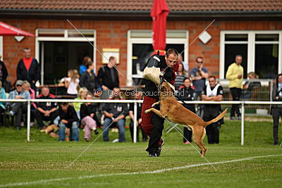 Bowie vom Clan der Wölfe
