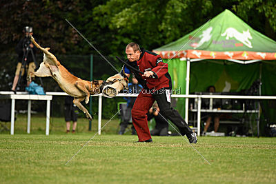 Bowie vom Clan der Wölfe