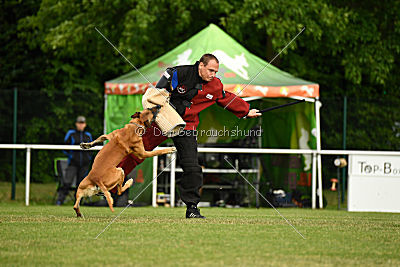 Bowie vom Clan der Wölfe