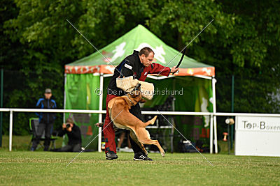 Bowie vom Clan der Wölfe