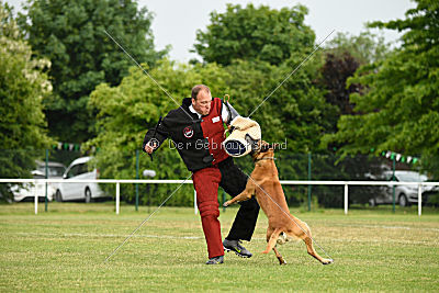 Bowie vom Clan der Wölfe