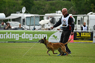 Bowie vom Clan der Wölfe