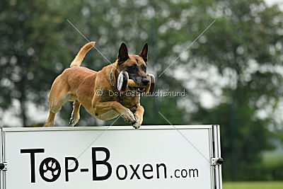 Bowie vom Clan der Wölfe