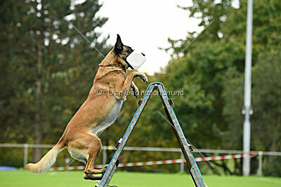 Brianna vom Giannioti Sports Dog