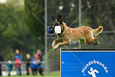 Brianna vom Giannioti Sports Dog