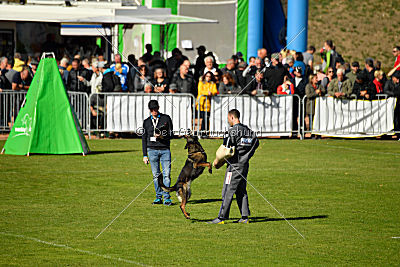 Brisca vom grauen Ma-Holt