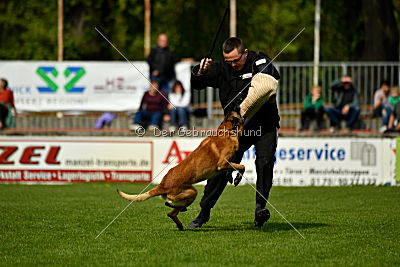 Brisko vom Greifenring