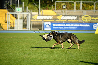 Broxx Canis Invictus