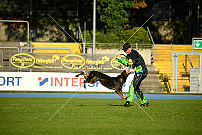 Broxx Canis Invictus