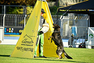 Broxx Canis Invictus