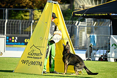 Broxx Canis Invictus